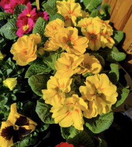 482132078_1057783309489611_5189283909216641199_n