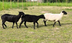 498336865_1107077964560145_6672612088617000946_n