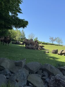 IMG_8867
